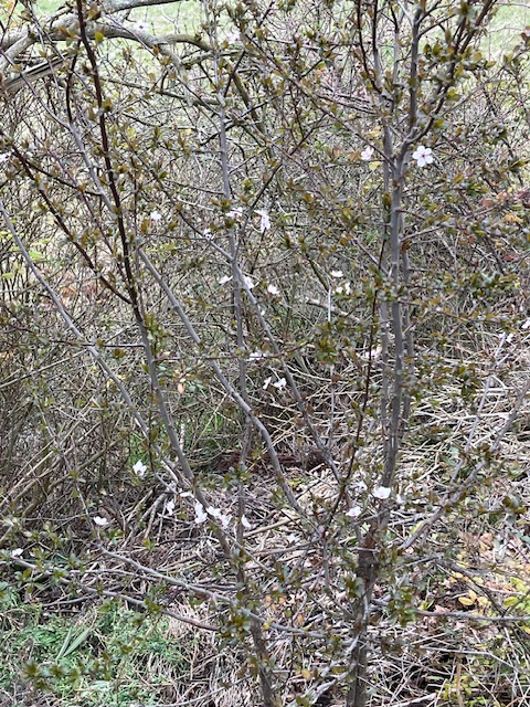 Samedi 28 février 2026 VILLETTE DE VIENNE