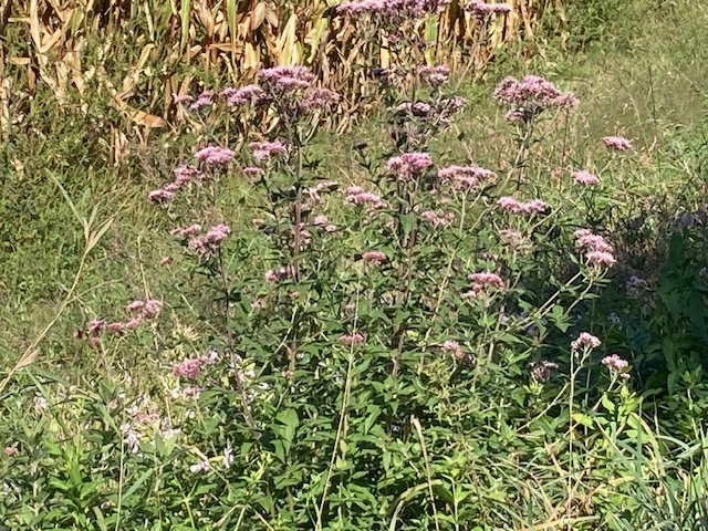 Samedi 14 septembre ROCHE