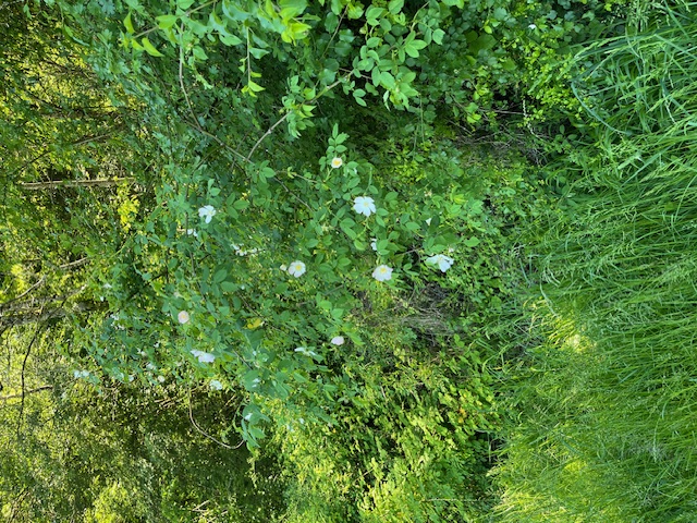 Samedi 17 mai Crémieu