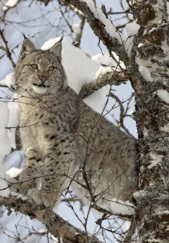 lynx dans la neige 540x777 47566d1fd3257c0e3ce218d2808dad1a